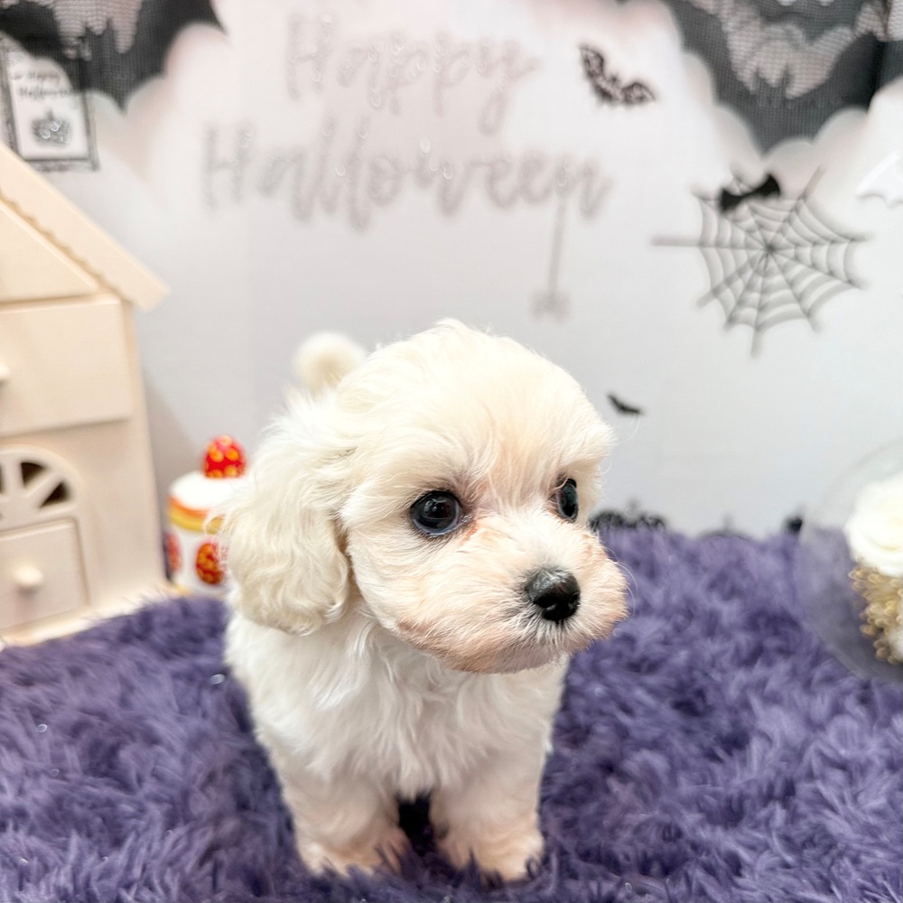 静岡県のマルプー(マルチーズ×プードル) (犬の家＆猫の里プレ葉ウォーク浜北店/2026年7月28日生まれ/女の子/クリーム)の子犬の3枚目の画像