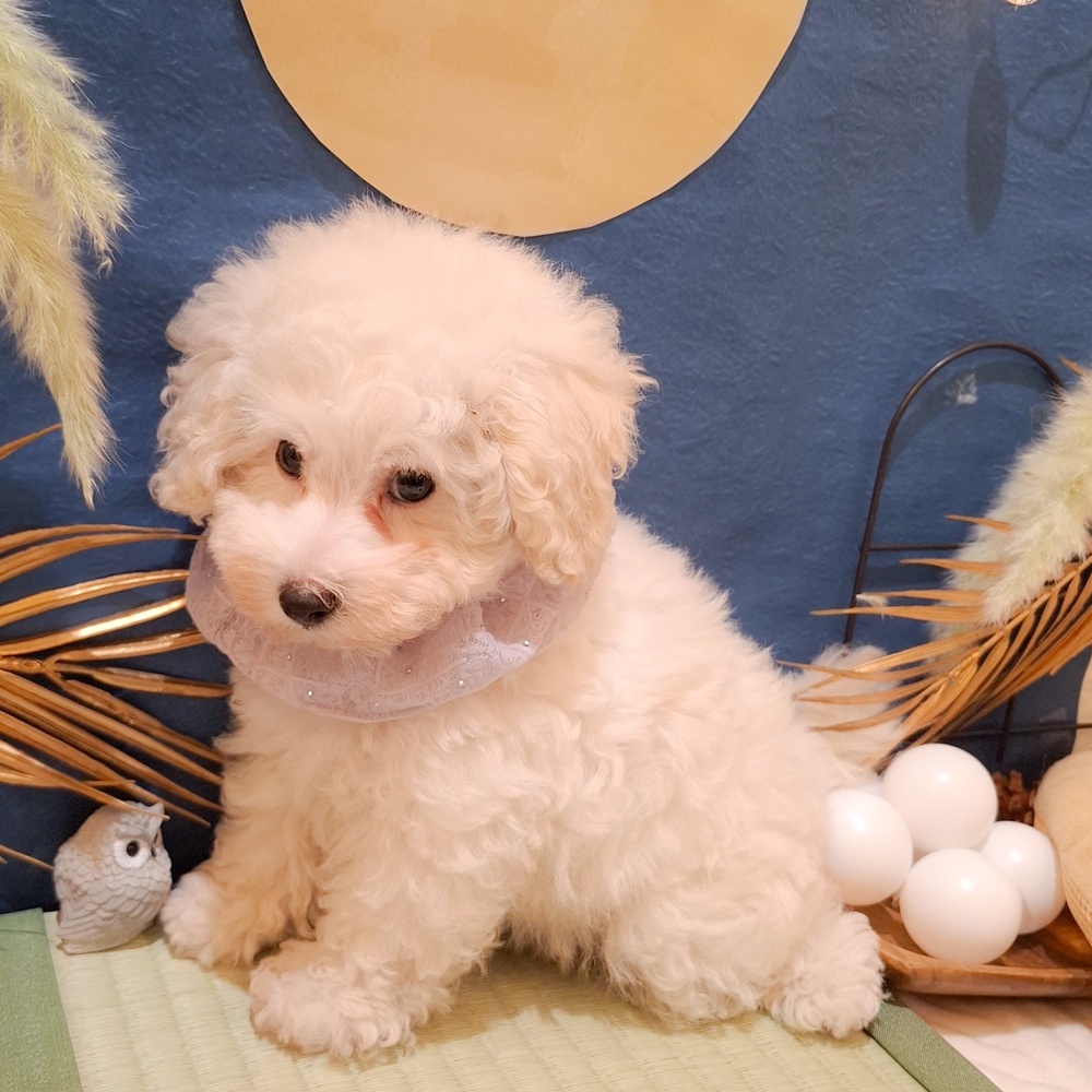 静岡県のトイプードル(トイ) (犬の家＆猫の里富士店/2026年7月27日生まれ/男の子/ホワイト)の子犬の3枚目の画像