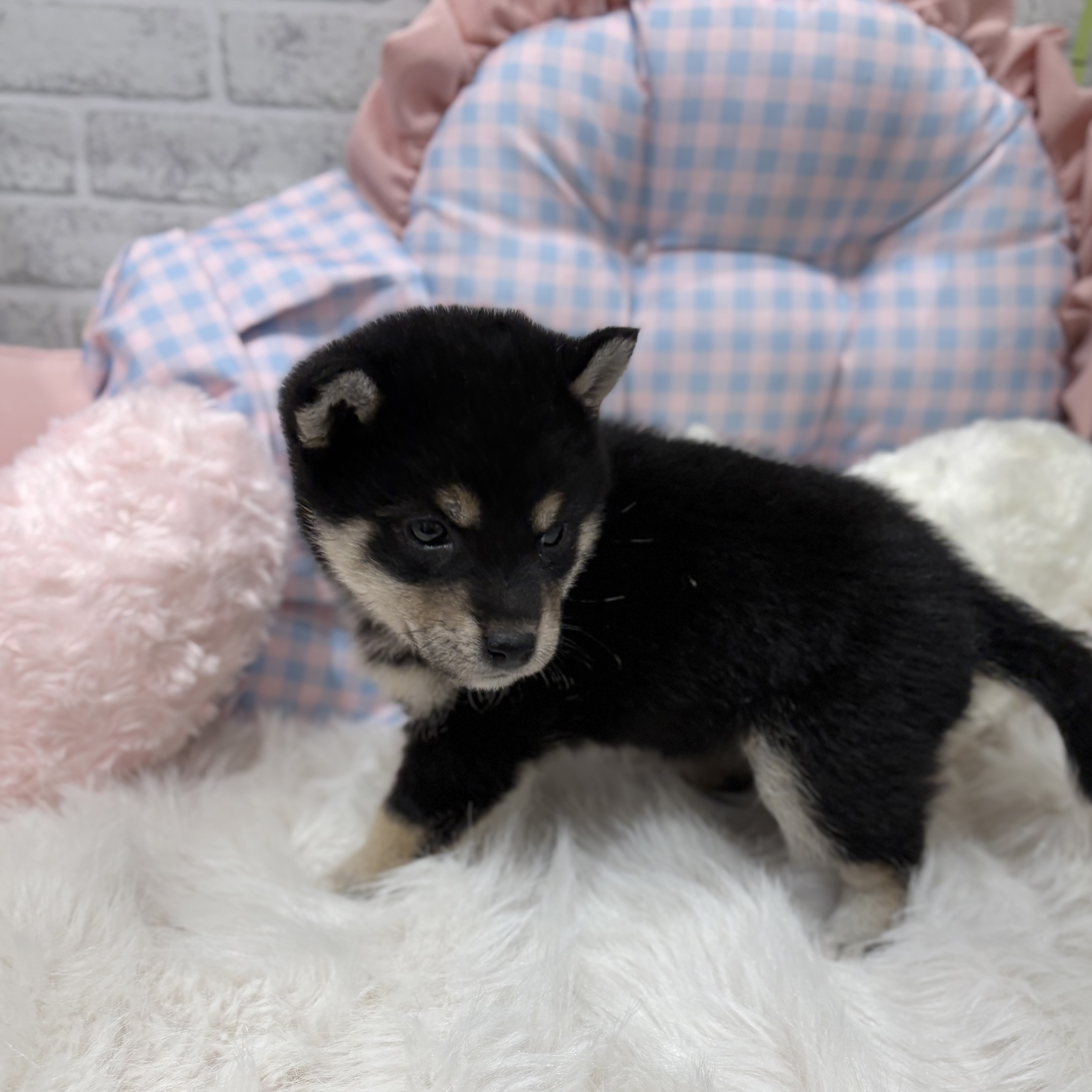 神奈川県の柴犬(標準サイズ) (犬の家＆猫の里元住吉ブレーメン通り店/2026年7月27日生まれ/女の子/黒)の子犬の3枚目の画像
