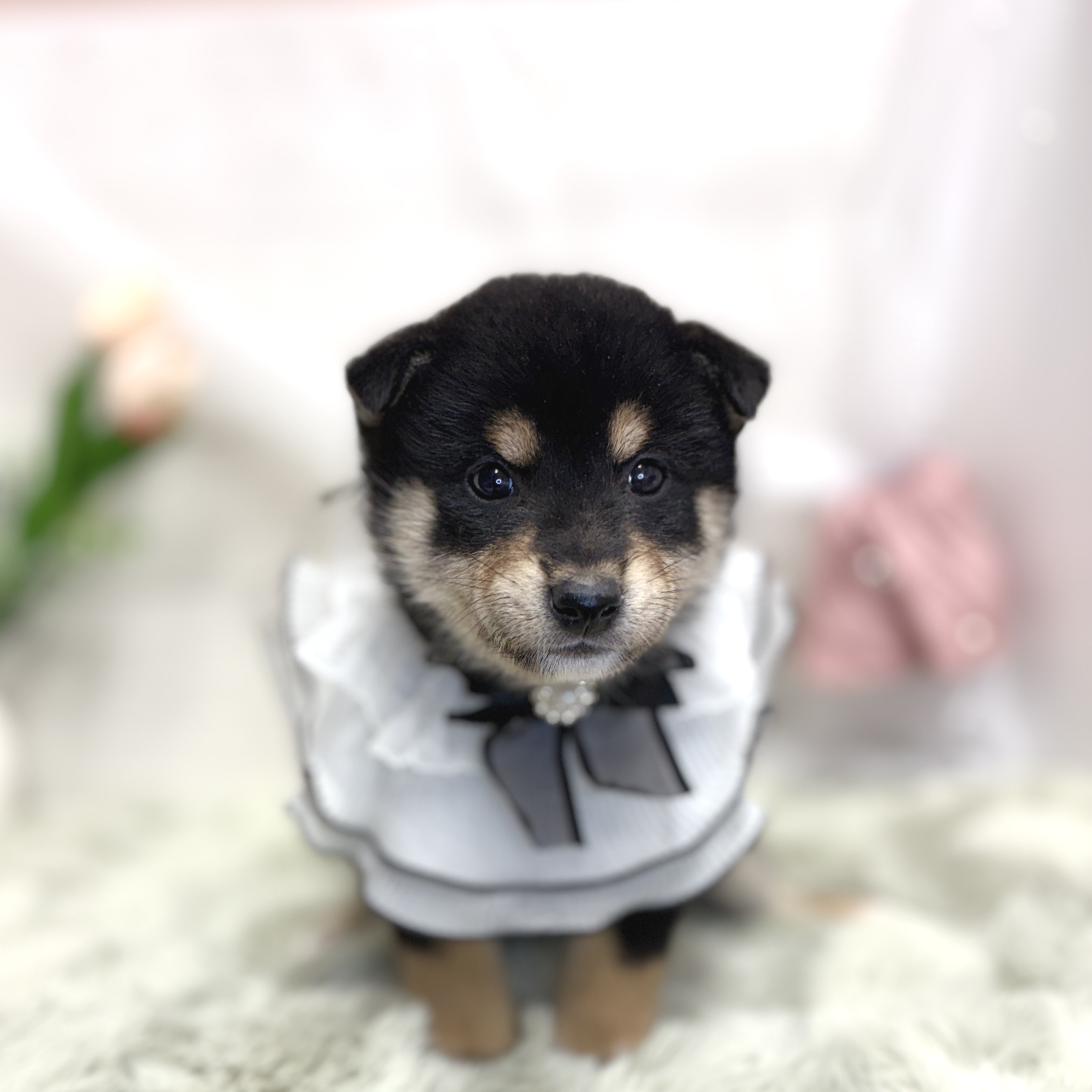 神奈川県の柴犬(標準サイズ) (犬の家＆猫の里相模原店/2026年7月27日生まれ/男の子/黒)の子犬の3枚目の画像