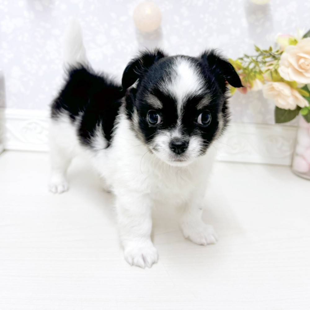 富山県のチワワ(ロング) (犬の家＆猫の里アミーゴ山室店/2026年7月27日生まれ/男の子/ブラックタンホワイト)の子犬の3枚目の画像