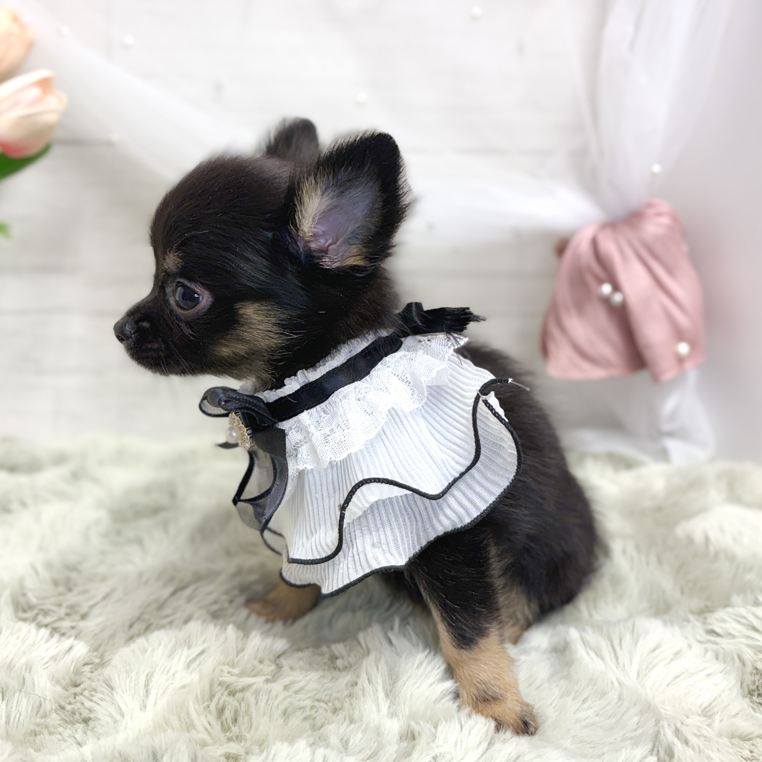 神奈川県のチワワ(ロング) (犬の家＆猫の里相模原店/2026年7月27日生まれ/女の子/ブラックタンホワイト)の子犬の3枚目の画像
