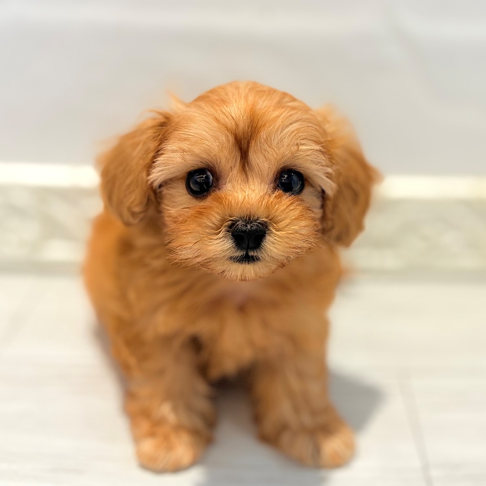 愛知県のペキプー(ペキニーズ×プードル) (犬の家＆猫の里春日井本店/2026年7月23日生まれ/男の子/アプリコット)の子犬の3枚目の画像