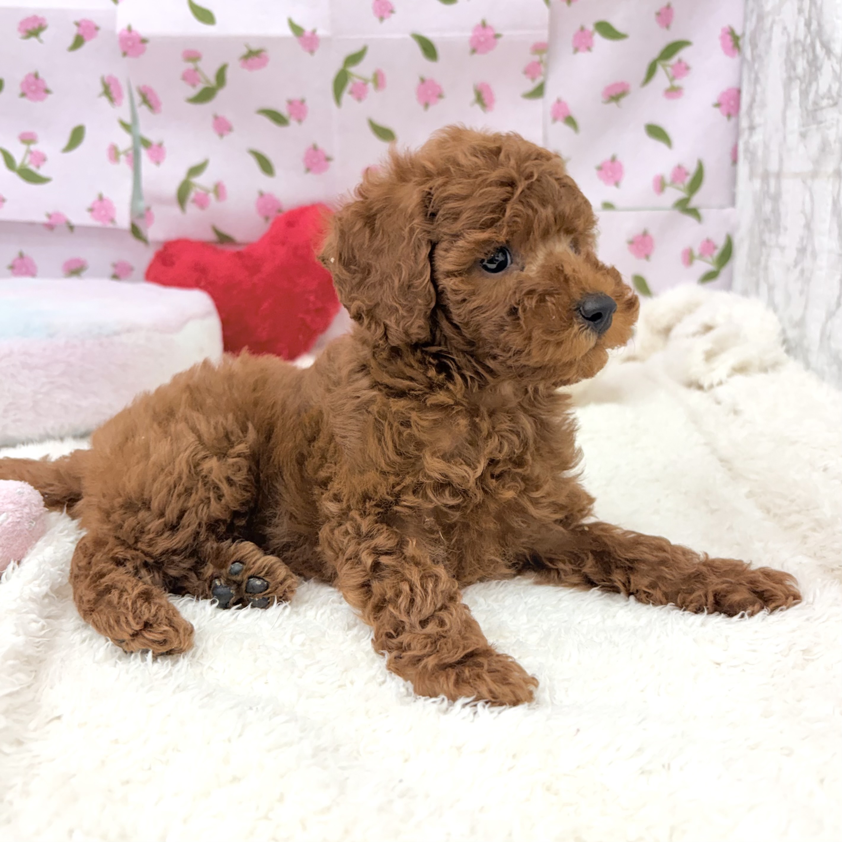 愛知県のトイプードル(トイ) (犬の家＆猫の里エアポートウォーク店/2026年7月27日生まれ/女の子/レッド)の子犬の3枚目の画像