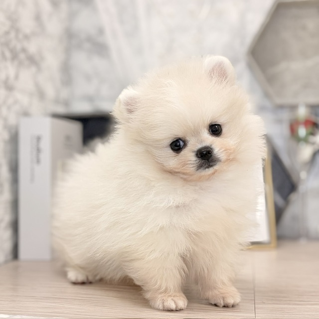 千葉県のポメラニアン (犬の家＆猫の里ワンズモール稲毛店/2026年7月27日生まれ/男の子/ホワイト)の子犬の3枚目の画像