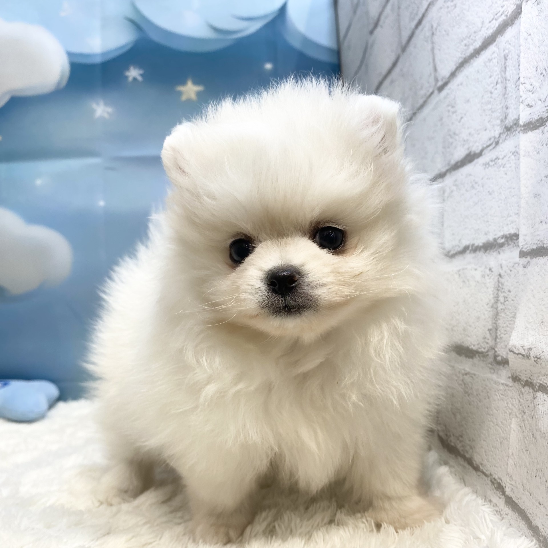 長野県のポメラニアン (犬の家＆猫の里カインズ梓川店/2026年7月27日生まれ/女の子/ホワイト)の子犬の3枚目の画像