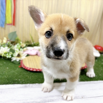 神奈川県のウェルシュコーギーペンブローク (犬の家＆猫の里小田原店/2026年7月27日生まれ/男の子/セーブルホワイト)の子犬の1枚目の画像