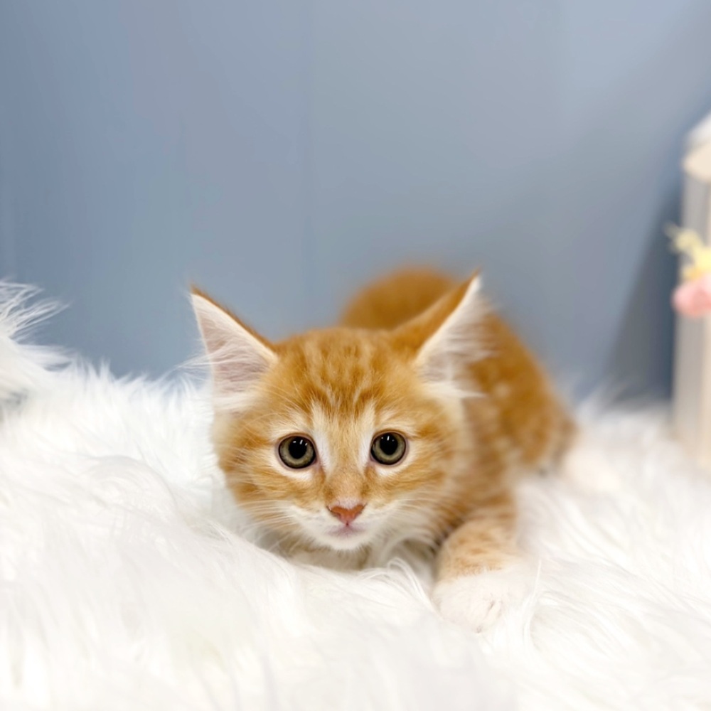愛知県のノルウェージャンフォレストキャット (犬の家＆猫の里岡崎店/2026年7月26日生まれ/男の子/レッドタビーホワイト)の子猫の3枚目の画像