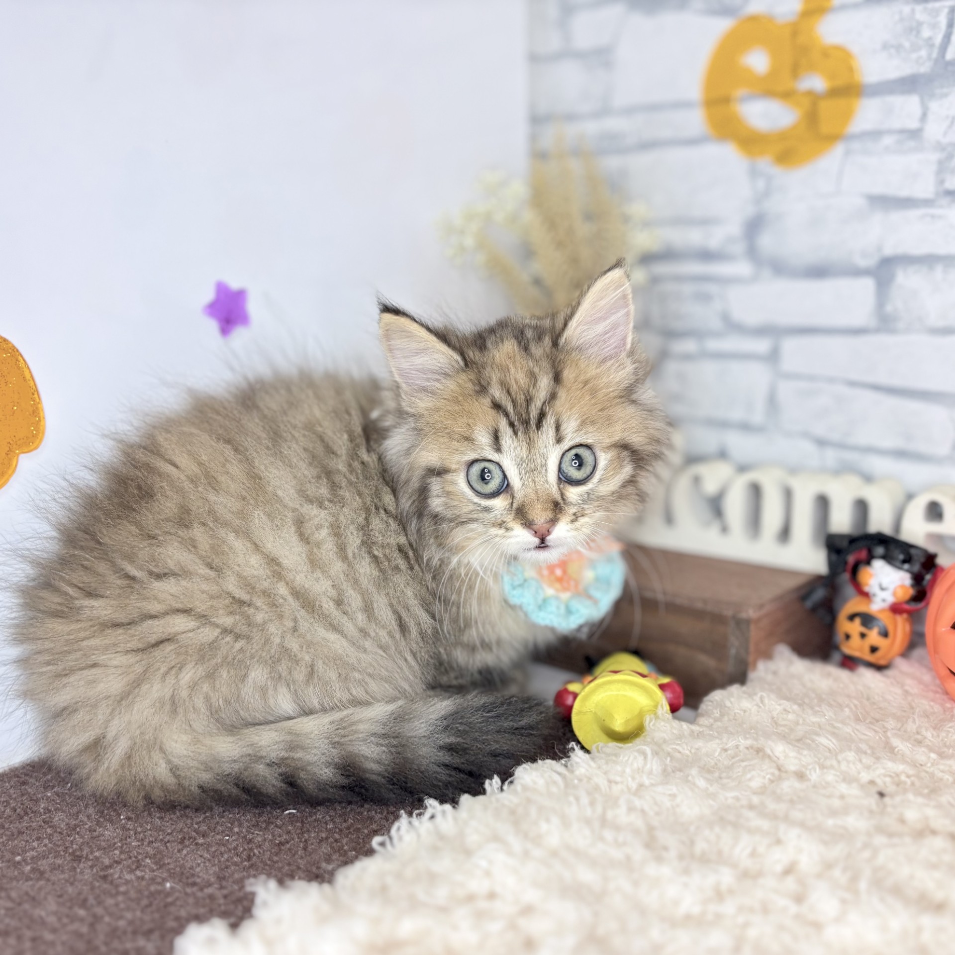 長野県のマンチカン (犬の家＆猫の里長野店/2026年7月28日生まれ/女の子/ブラウンパッチドタビー)の子猫の3枚目の画像