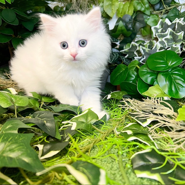 東京都のマンチカン (犬の家＆猫の里新宿店/2026年7月28日生まれ/男の子/ホワイト)の子猫の3枚目の画像