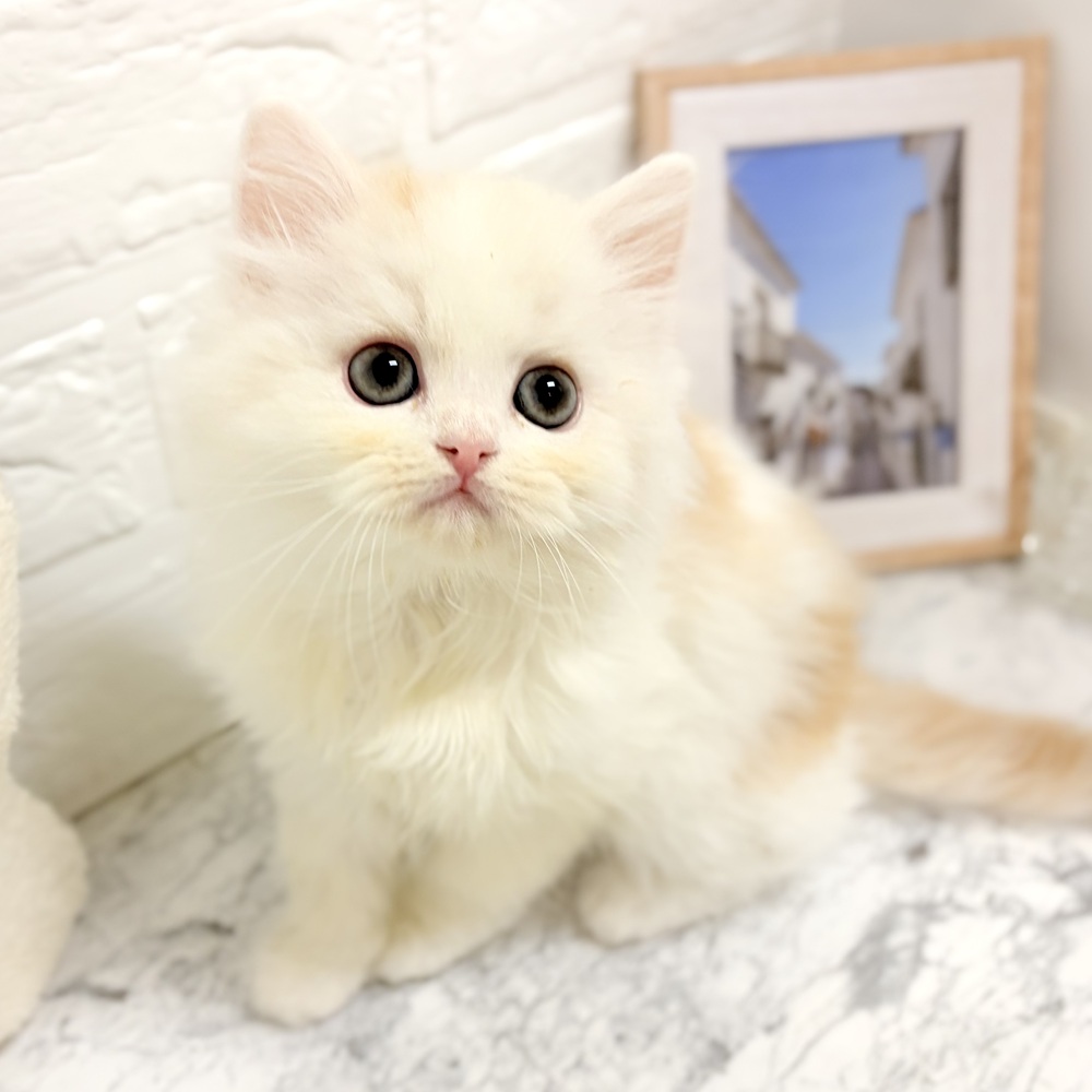 愛知県のミヌエット (犬の家＆猫の里豊田店/2026年7月27日生まれ/女の子/カメオタビーホワイト)の子猫の3枚目の画像