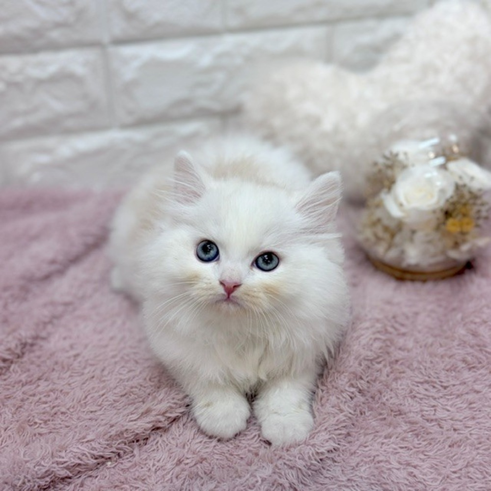 静岡県のミヌエット (犬の家＆猫の里プレ葉ウォーク浜北店/2026年7月27日生まれ/男の子/カメオタビーホワイト)の子猫の3枚目の画像
