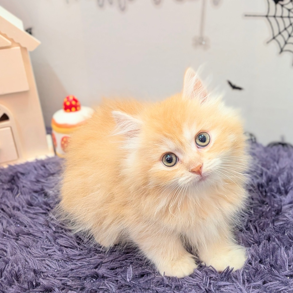 静岡県のラガマフィン (犬の家＆猫の里プレ葉ウォーク浜北店/2026年7月28日生まれ/男の子/クリームタビー)の子猫の3枚目の画像