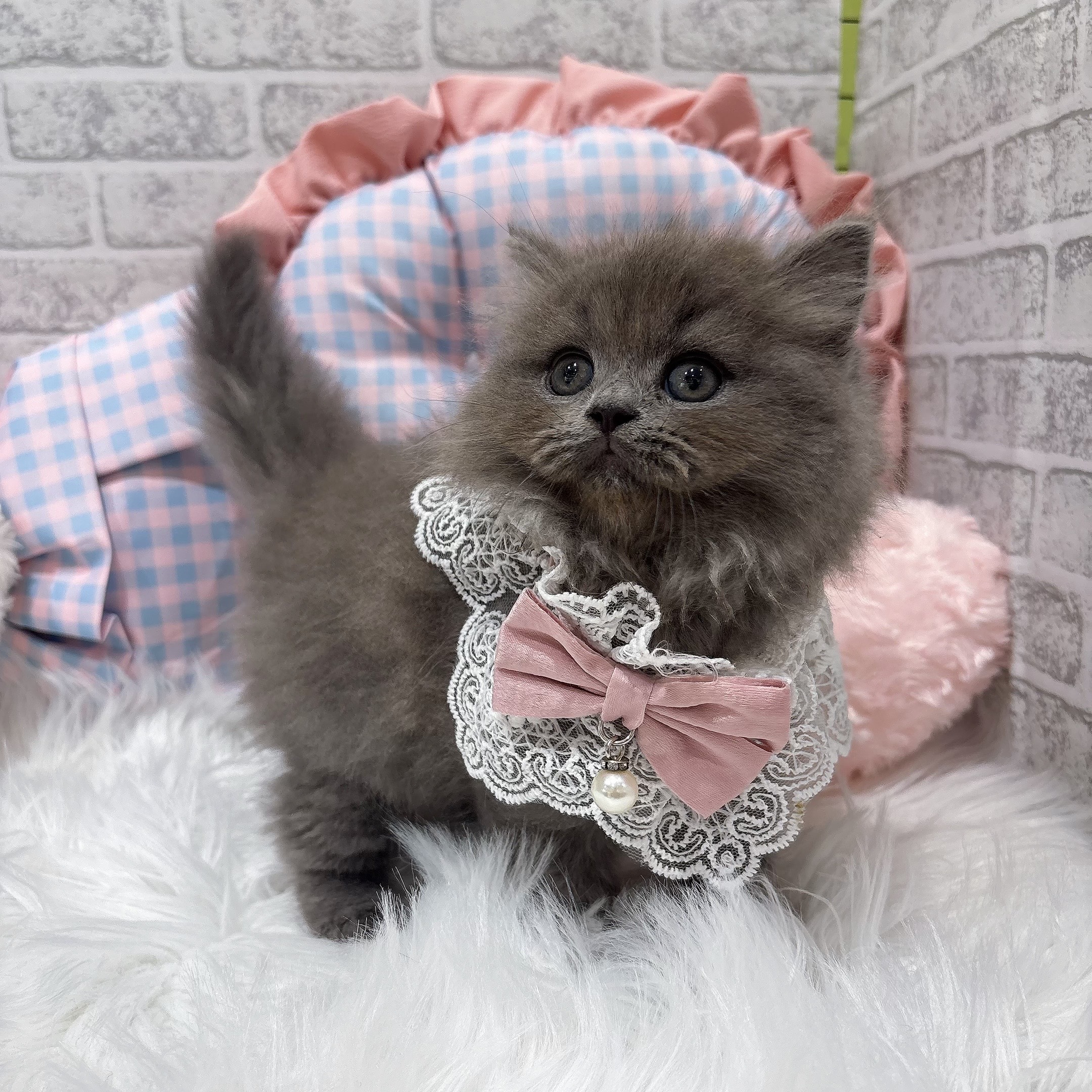 神奈川県のスコティッシュストレート (犬の家＆猫の里元住吉ブレーメン通り店/2026年7月28日生まれ/女の子/ブルー)の子猫の3枚目の画像