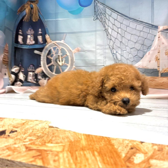 福岡県のトイプードル(タイニー) (犬の家＆猫の里トリアス久山店/2026年7月28日生まれ/男の子/アプリコット)の子犬の3枚目の画像