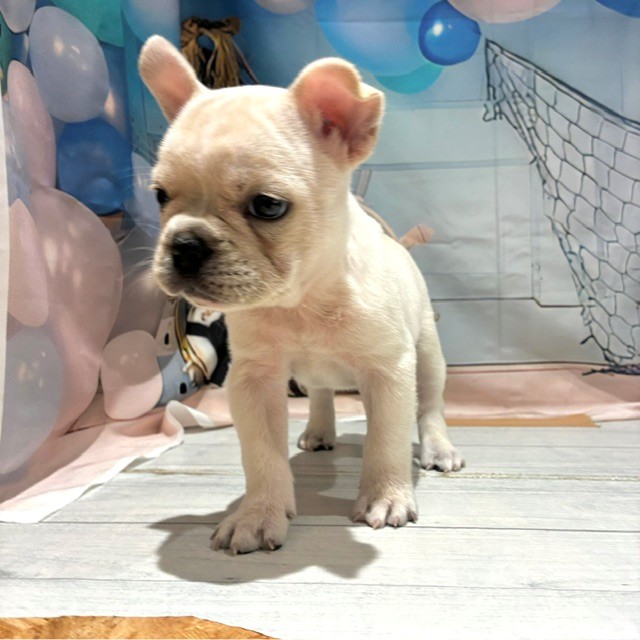 福岡県のフレンチブルドッグ (犬の家＆猫の里トリアス久山店/2026年7月24日生まれ/男の子/クリーム)の子犬の3枚目の画像