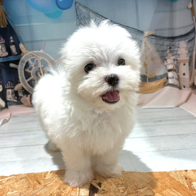 福岡県のマルチーズ (犬の家＆猫の里トリアス久山店/2026年7月27日生まれ/女の子/ホワイト)の子犬の1枚目の画像