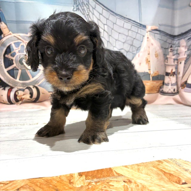 福岡県のダップー(ダックス×プードル) (犬の家＆猫の里トリアス久山店/2026年7月26日生まれ/男の子/ブラックタン)の子犬の1枚目の画像