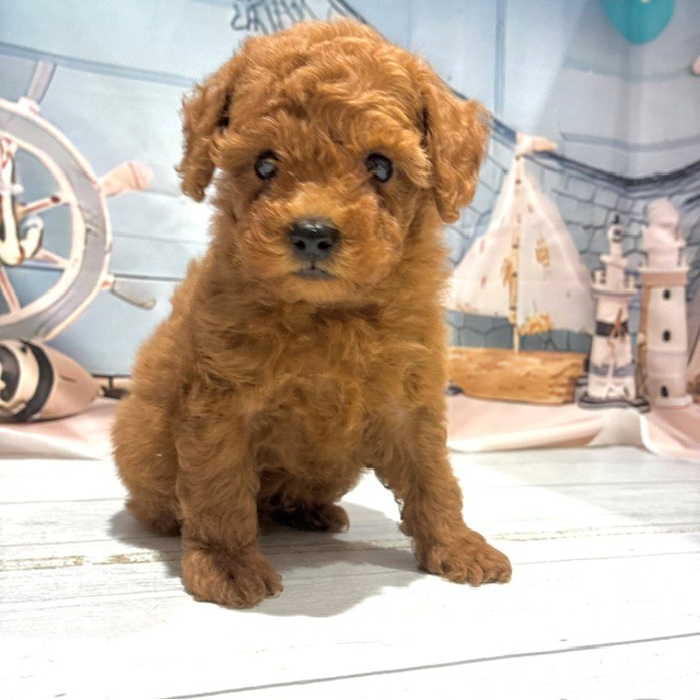 福岡県のトイプードル(ティーカップ) (犬の家＆猫の里トリアス久山店/2026年7月25日生まれ/男の子/レッド)の子犬の3枚目の画像