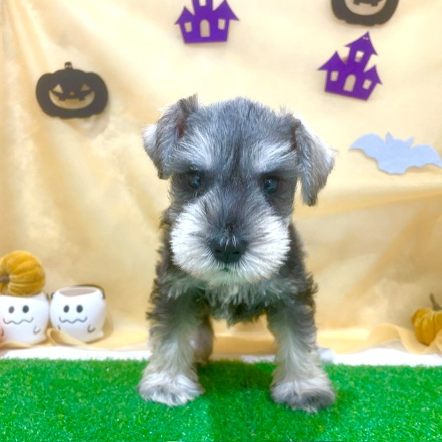 福岡県のミニチュアシュナウザー (犬の家＆猫の里くりえいと宗像店/2026年7月25日生まれ/男の子/ソルトペッパー)の子犬の1枚目の画像