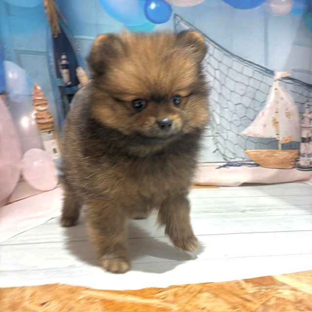 福岡県のポメラニアン (犬の家＆猫の里トリアス久山店/2026年7月22日生まれ/男の子/オレンジセーブル)の子犬の3枚目の画像