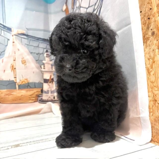 福岡県のトイプードル(トイ) (犬の家＆猫の里トリアス久山店/2026年7月28日生まれ/男の子/ブラック)の子犬の3枚目の画像