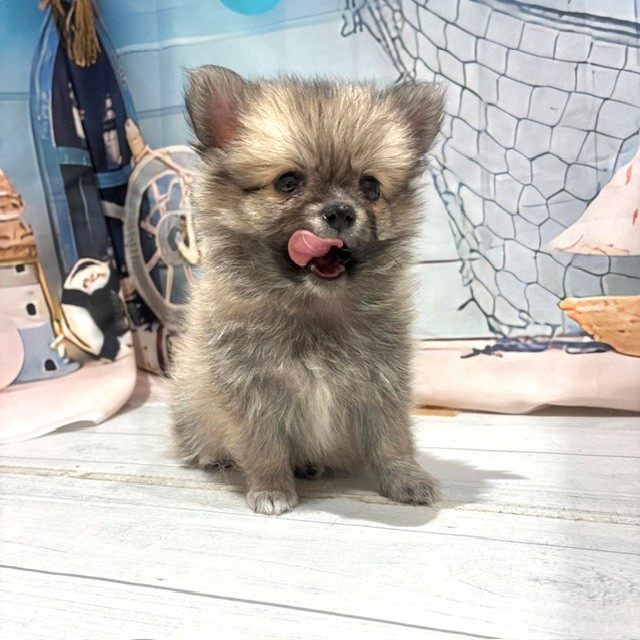 福岡県のポメチワ/チワポメ/ポメチー(ポメラニアン×チワワ) (犬の家＆猫の里トリアス久山店/2026年7月25日生まれ/女の子/フォーン)の子犬の3枚目の画像