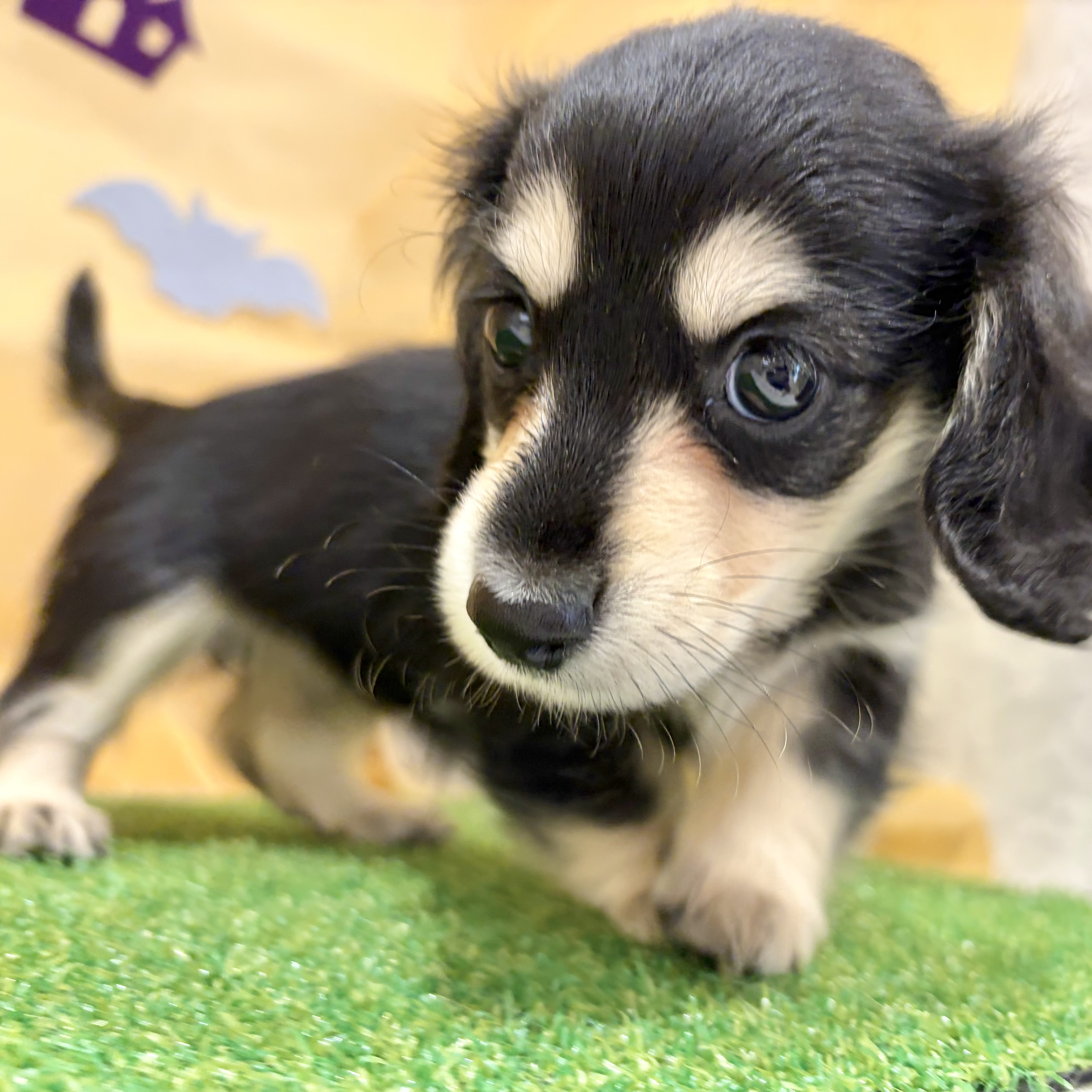 福岡県のミニチュアダックスフンド(ロング) (犬の家＆猫の里くりえいと宗像店/2026年7月27日生まれ/女の子/ブラックイエロー)の子犬の1枚目の画像