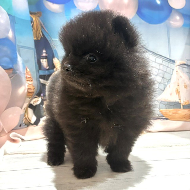 福岡県のポメラニアン (犬の家＆猫の里トリアス久山店/2026年7月26日生まれ/女の子/ブラック)の子犬の3枚目の画像