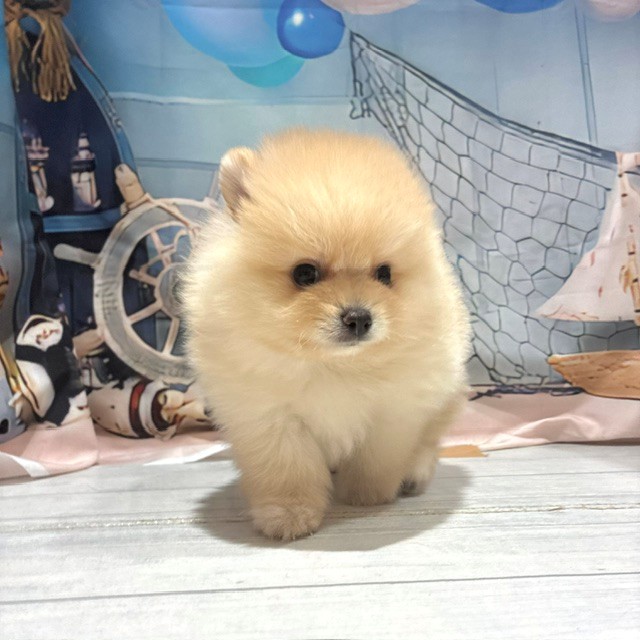 福岡県のポメラニアン (犬の家＆猫の里トリアス久山店/2026年7月26日生まれ/男の子/クリーム)の子犬の3枚目の画像
