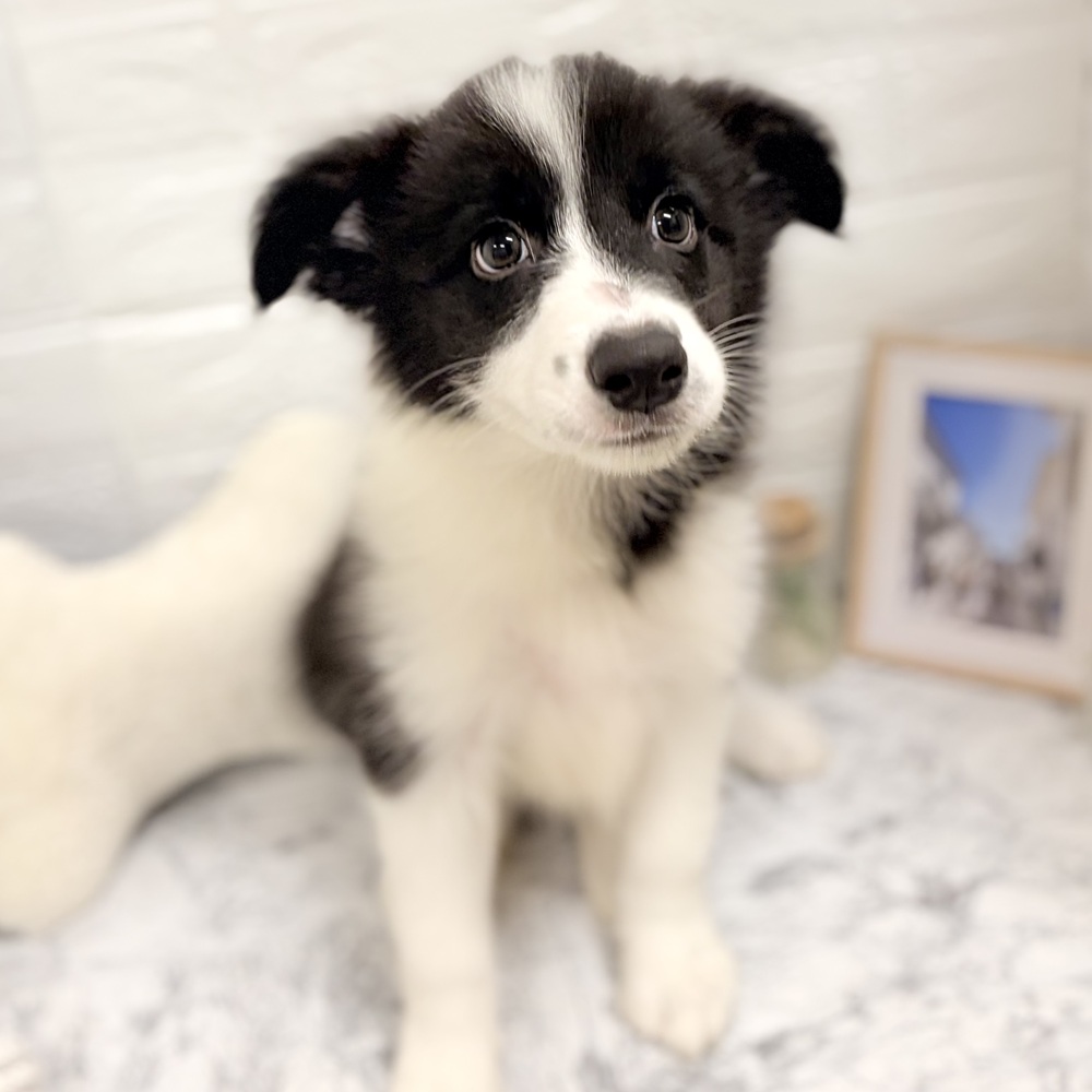 愛知県のボーダーコリー (犬の家＆猫の里豊田店/2026年7月22日生まれ/男の子/ブラックホワイト)の子犬の3枚目の画像