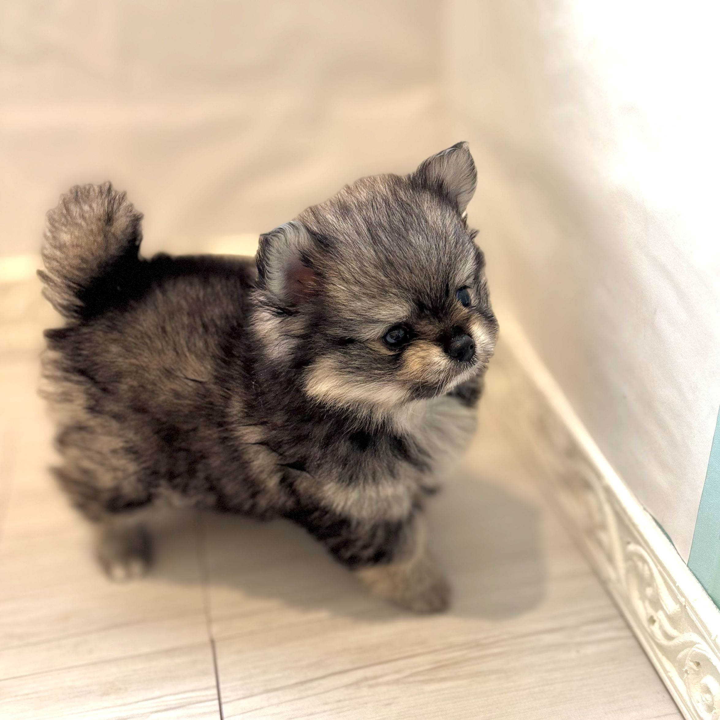 愛知県のポメチワ/チワポメ/ポメチー(ポメラニアン×チワワ) (犬の家＆猫の里春日井本店/2026年7月28日生まれ/男の子/セーブルホワイト)の子犬の3枚目の画像