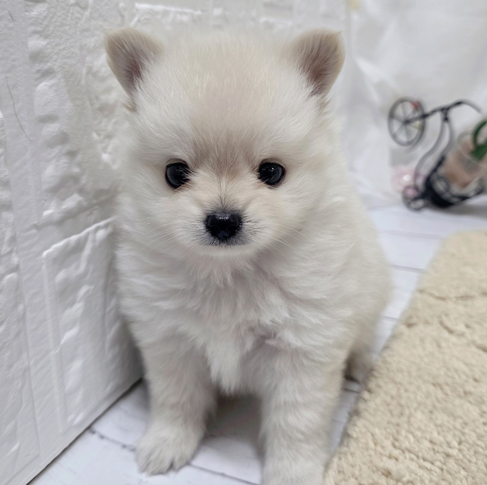 岡山県のポメチワ/チワポメ/ポメチー(ポメラニアン×チワワ) (犬の家＆猫の里岡山店/2026年7月28日生まれ/男の子/クリームホワイト)の子犬の3枚目の画像