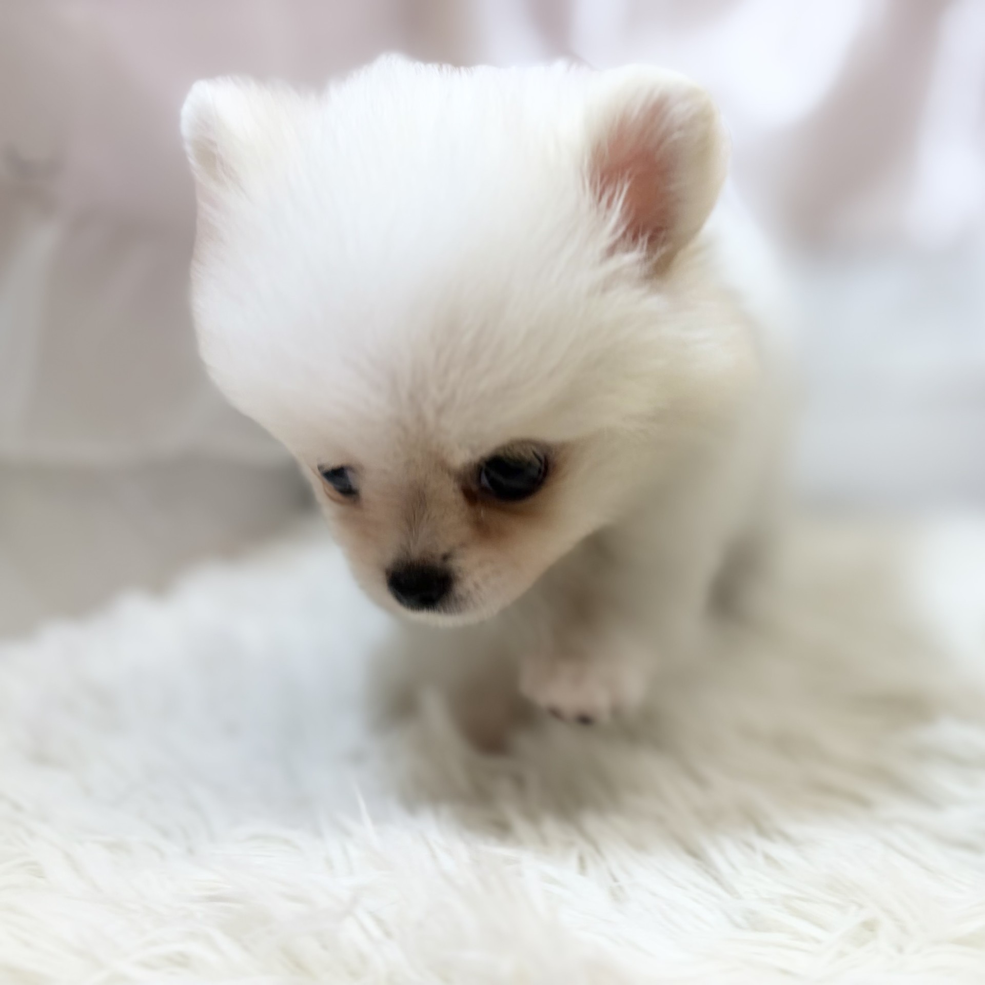 兵庫県のポメチワ/チワポメ/ポメチー(ポメラニアン×チワワ) (犬の家＆猫の里カナート西神戸店/2026年7月28日生まれ/女の子/クリームホワイト)の子犬の3枚目の画像