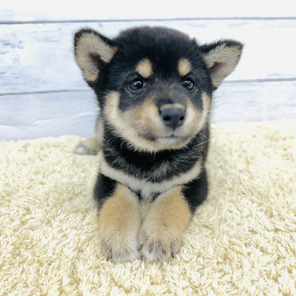 愛知県の柴犬(標準サイズ) (犬の家＆猫の里七宝店/2026年7月28日生まれ/女の子/黒)の子犬の1枚目の画像