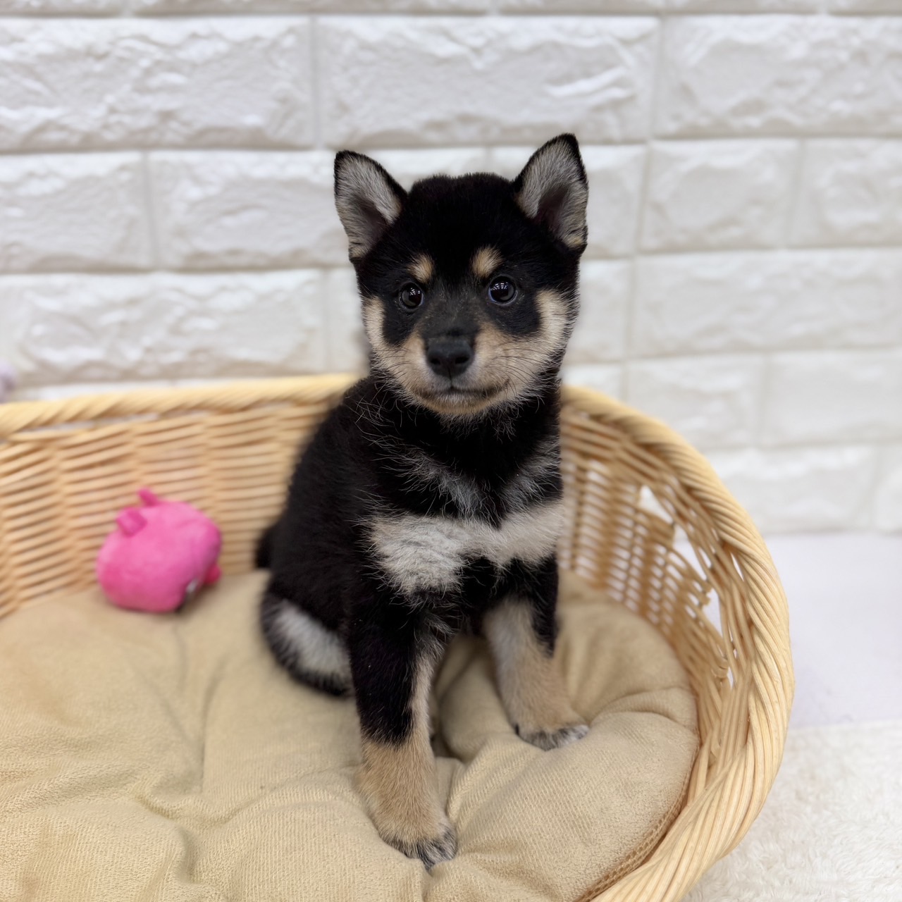 愛知県の柴犬(標準サイズ) (犬の家＆猫の里MEGAドン・キホーテ東海名和店/2026年7月28日生まれ/女の子/黒)の子犬の3枚目の画像