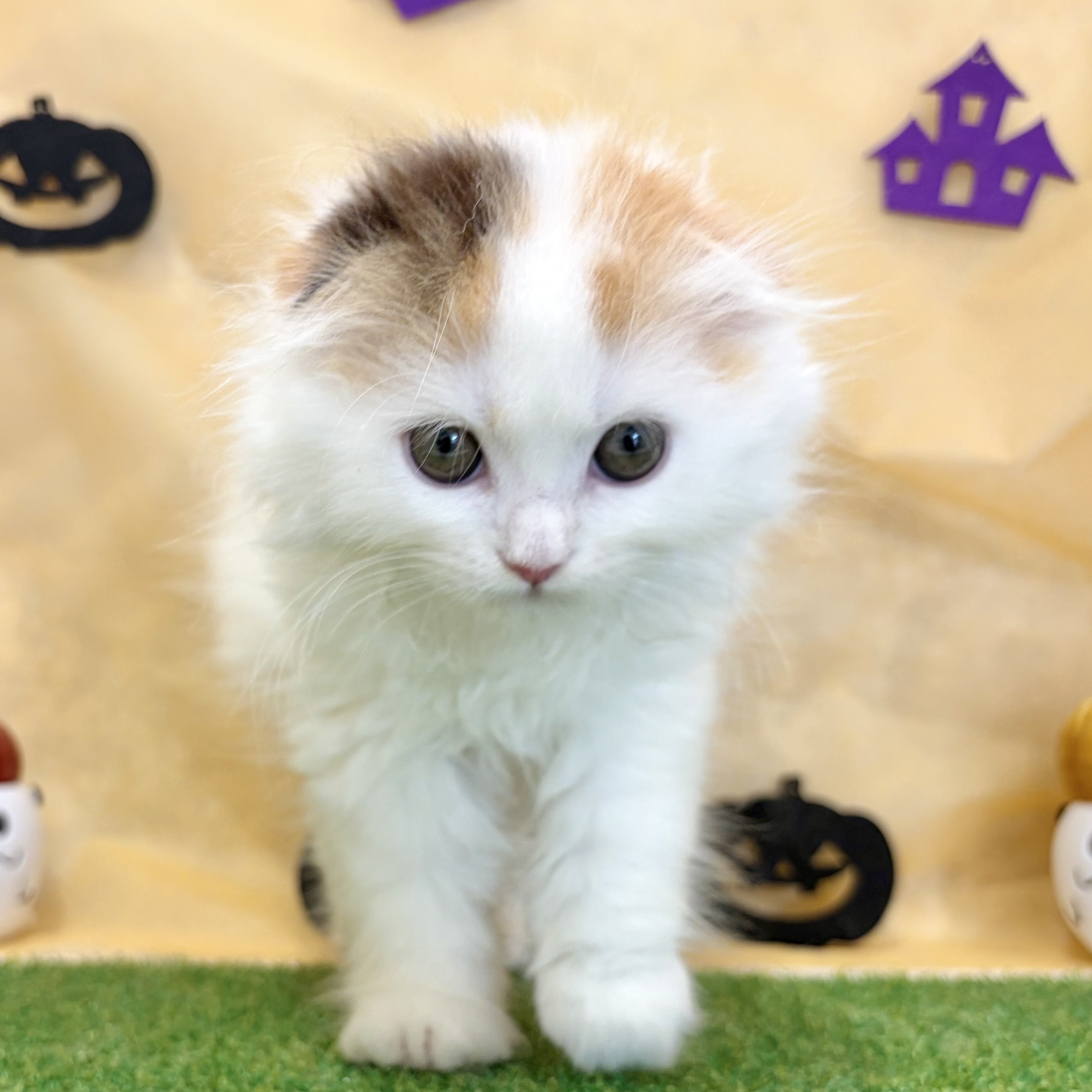 福岡県のスコティッシュフォールド (犬の家＆猫の里くりえいと宗像店/2026年8月8日生まれ/女の子/ブラウンパッチドタビーホワイト)の子猫の3枚目の画像