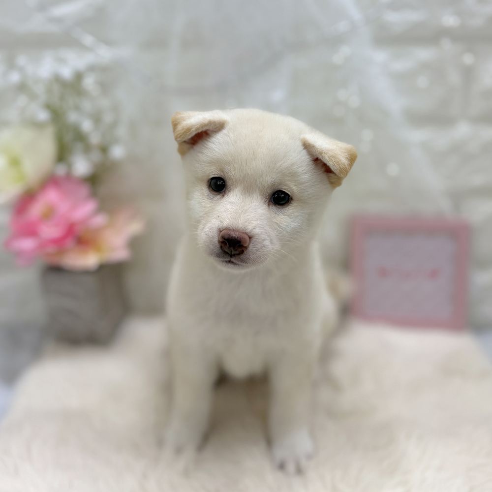 福井県の柴犬(標準サイズ) (犬の家＆猫の里アミーゴ福井大和田店/2026年7月28日生まれ/女の子/白)の子犬の3枚目の画像