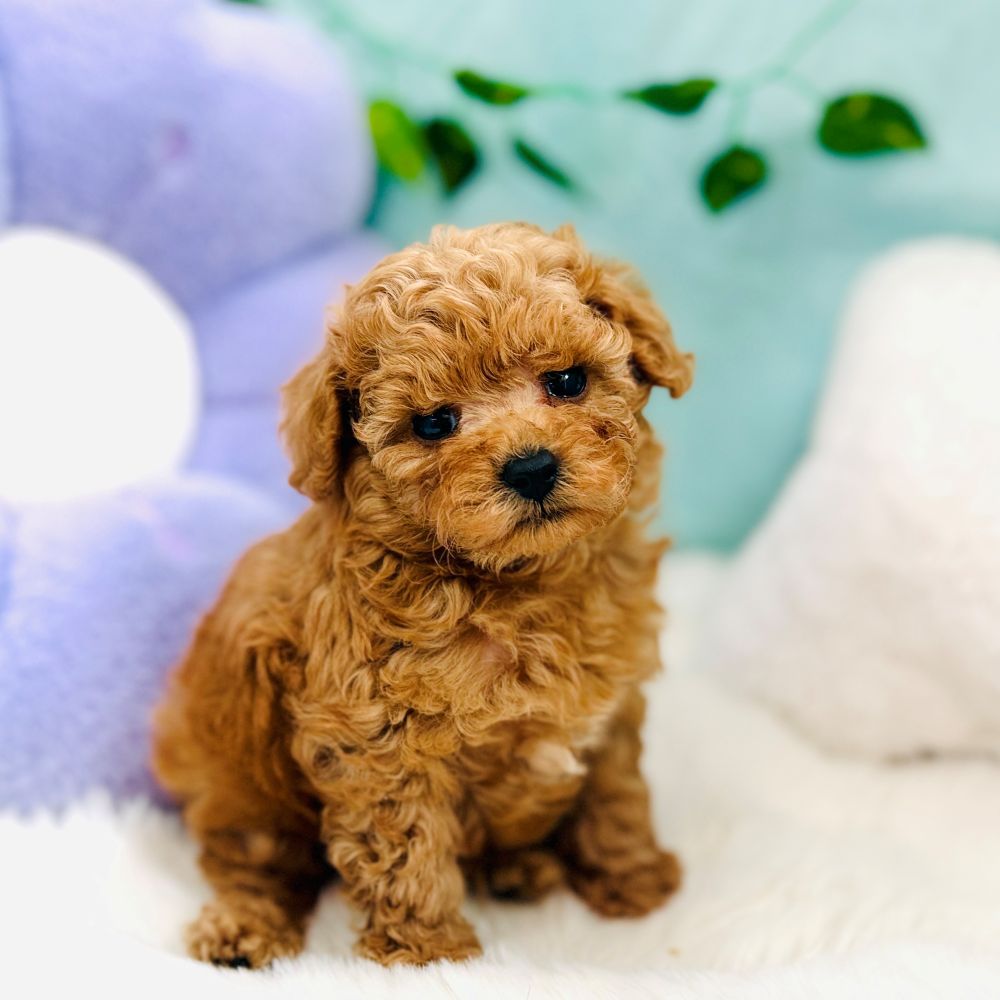 愛知県のトイプードル(ティーカップ) (犬の家＆猫の里愛知刈谷店/2026年7月28日生まれ/男の子/レッドフォーン)の子犬の3枚目の画像