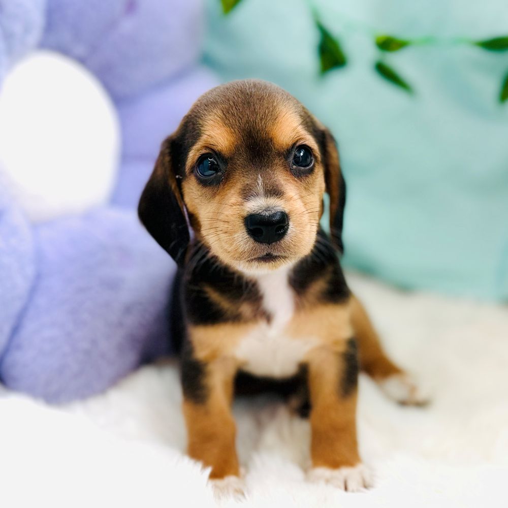 愛知県のハーフ犬・ミックス犬 (犬の家＆猫の里愛知刈谷店/2026年7月28日生まれ/女の子/ブラックタン)の子犬の3枚目の画像