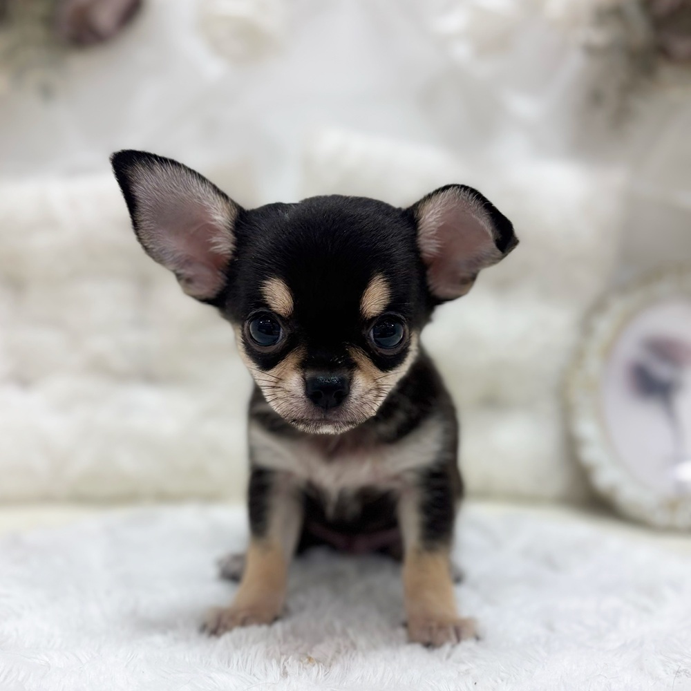 岐阜県のチワワ(スムース) (犬の家＆猫の里カラフルタウン岐阜店/2026年7月27日生まれ/男の子/ブラックタンホワイト)の子犬の3枚目の画像
