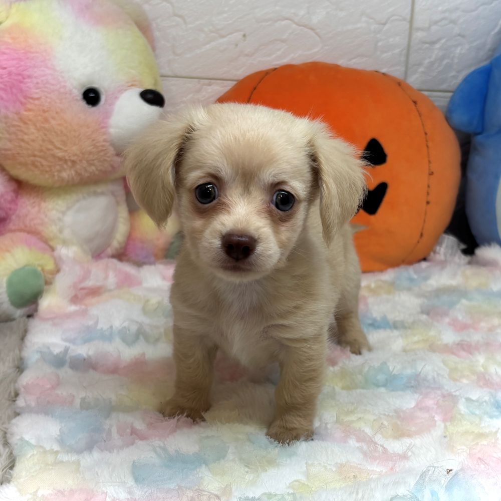 兵庫県のチワックス(チワワ×ダックス) (犬の家＆猫の里ゆめタウン姫路店/2026年7月29日生まれ/男の子/イエロー)の子犬の1枚目の画像