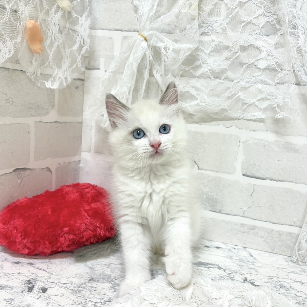 京都府のラグドール (犬の家＆猫の里京都精華店/2026年7月24日生まれ/男の子/ブルーポイントバイカラー)の子猫の3枚目の画像
