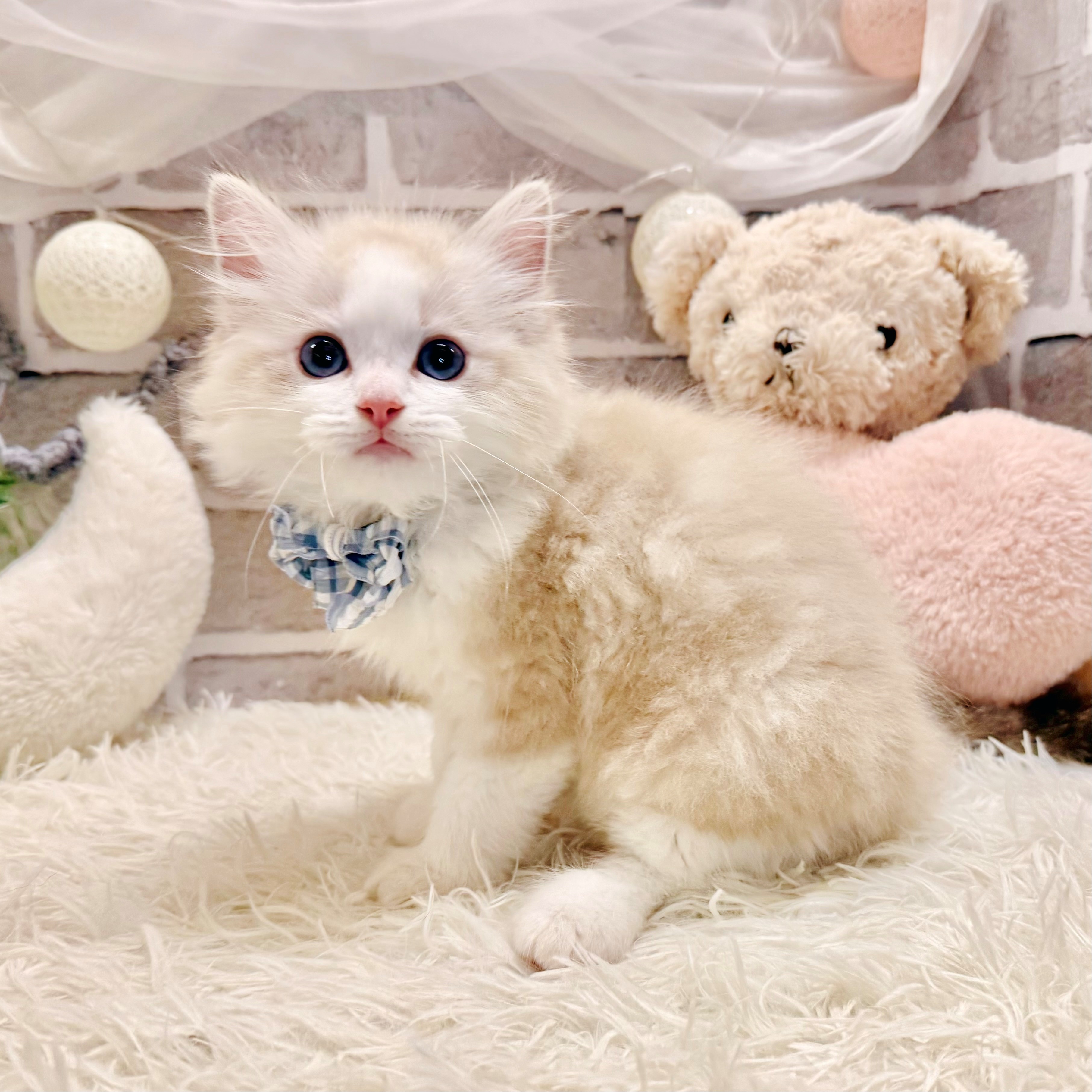 兵庫県のラグドール (犬の家＆猫の里神戸店/2026年7月30日生まれ/男の子/シールリンクスポイントバイカラー)の子猫の3枚目の画像