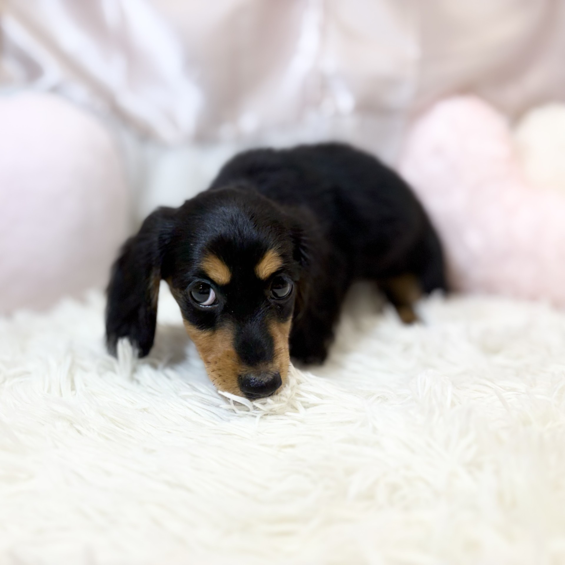 兵庫県のミニチュアダックスフンド(ロング) (犬の家＆猫の里カナート西神戸店/2026年7月28日生まれ/女の子/ブラックタン)の子犬の3枚目の画像