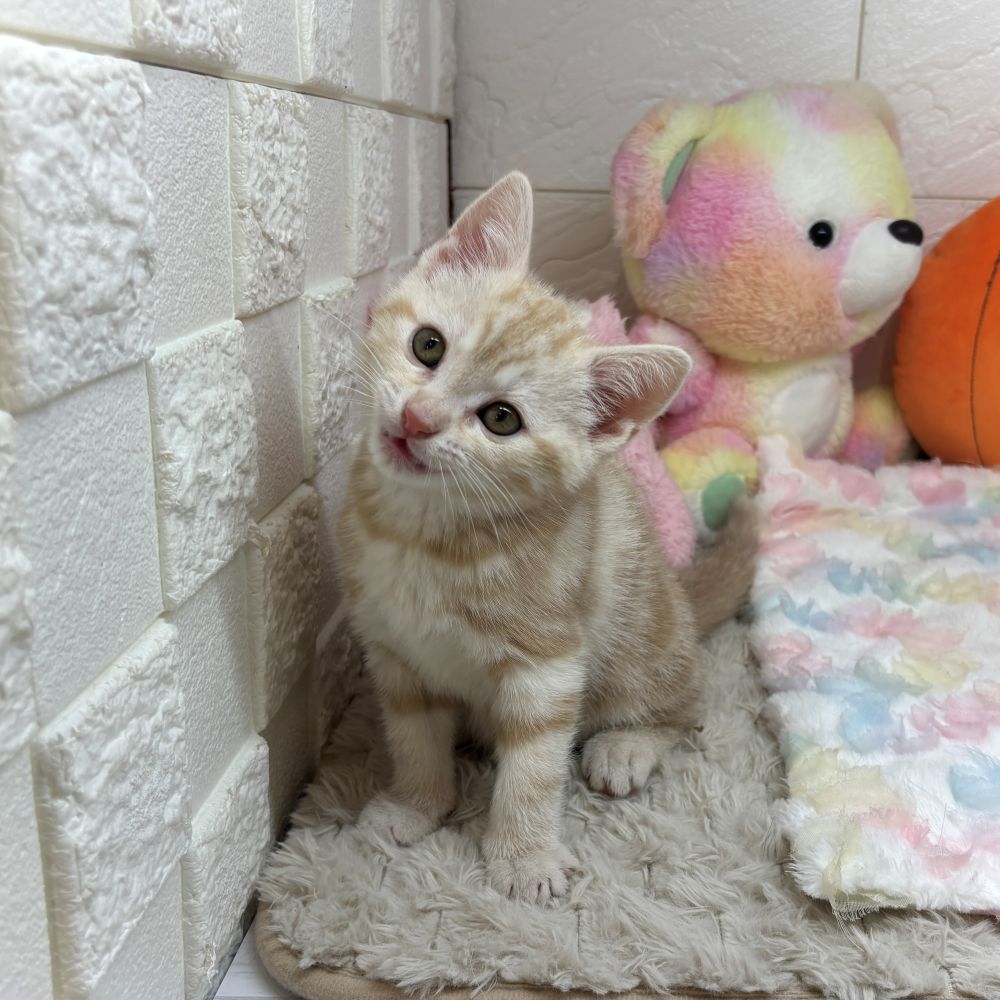 兵庫県のアメリカンショートヘアー (犬の家＆猫の里ゆめタウン姫路店/2026年7月30日生まれ/男の子/クリームタビー)の子猫の3枚目の画像
