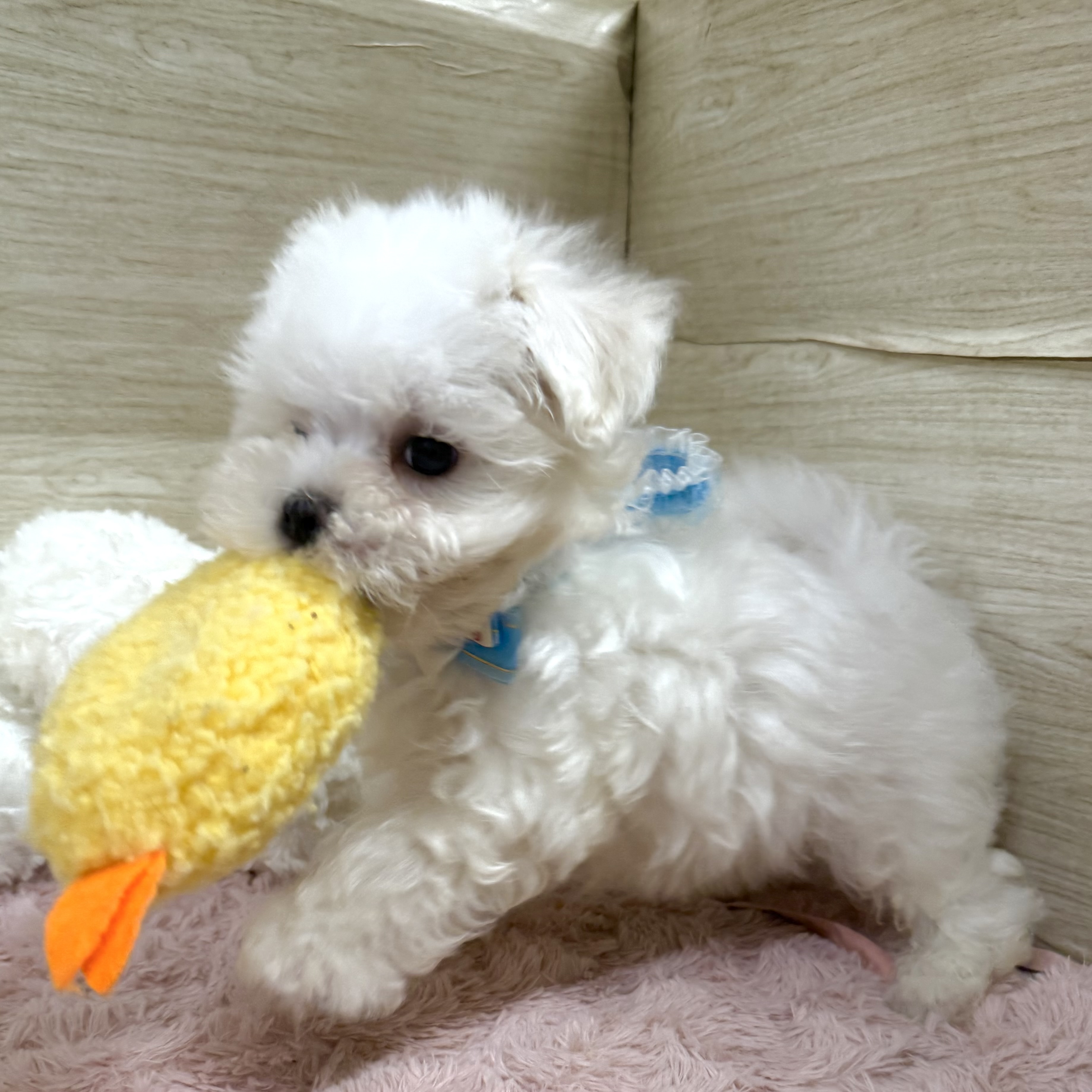 大阪府のマルチーズ (犬の家＆猫の里そよら東岸和田店/2026年7月25日生まれ/男の子/ホワイト)の子犬の3枚目の画像