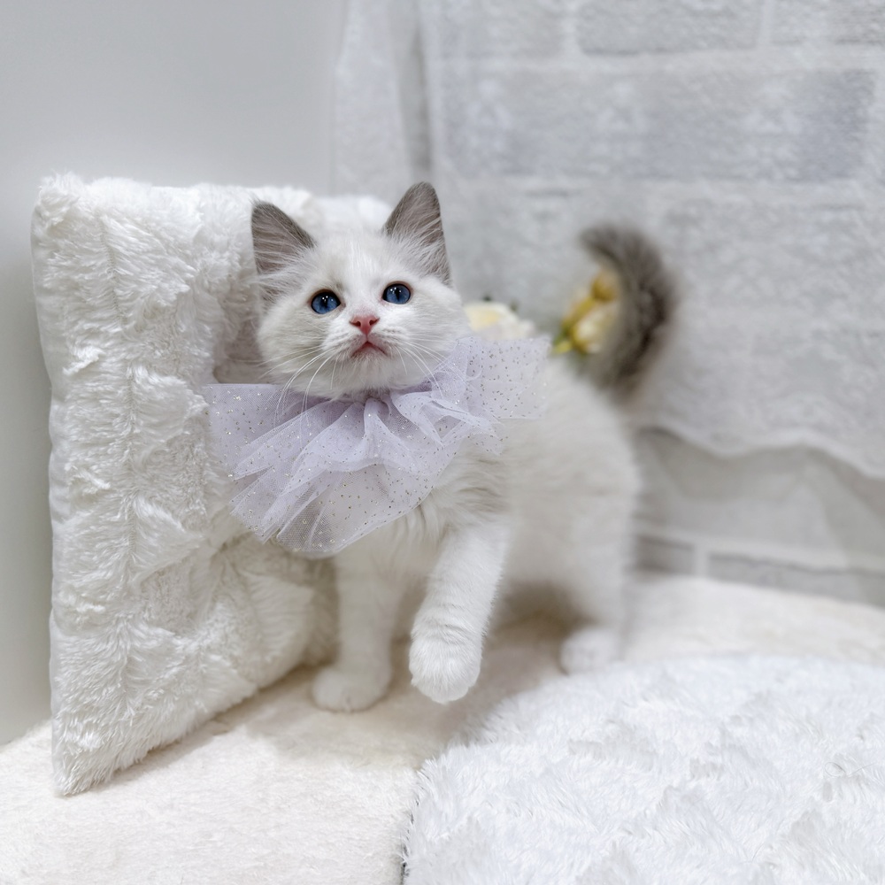 滋賀県のラグドール (犬の家＆猫の里長浜店/2026年7月22日生まれ/女の子/ブルーポイントバイカラー)の子猫の3枚目の画像