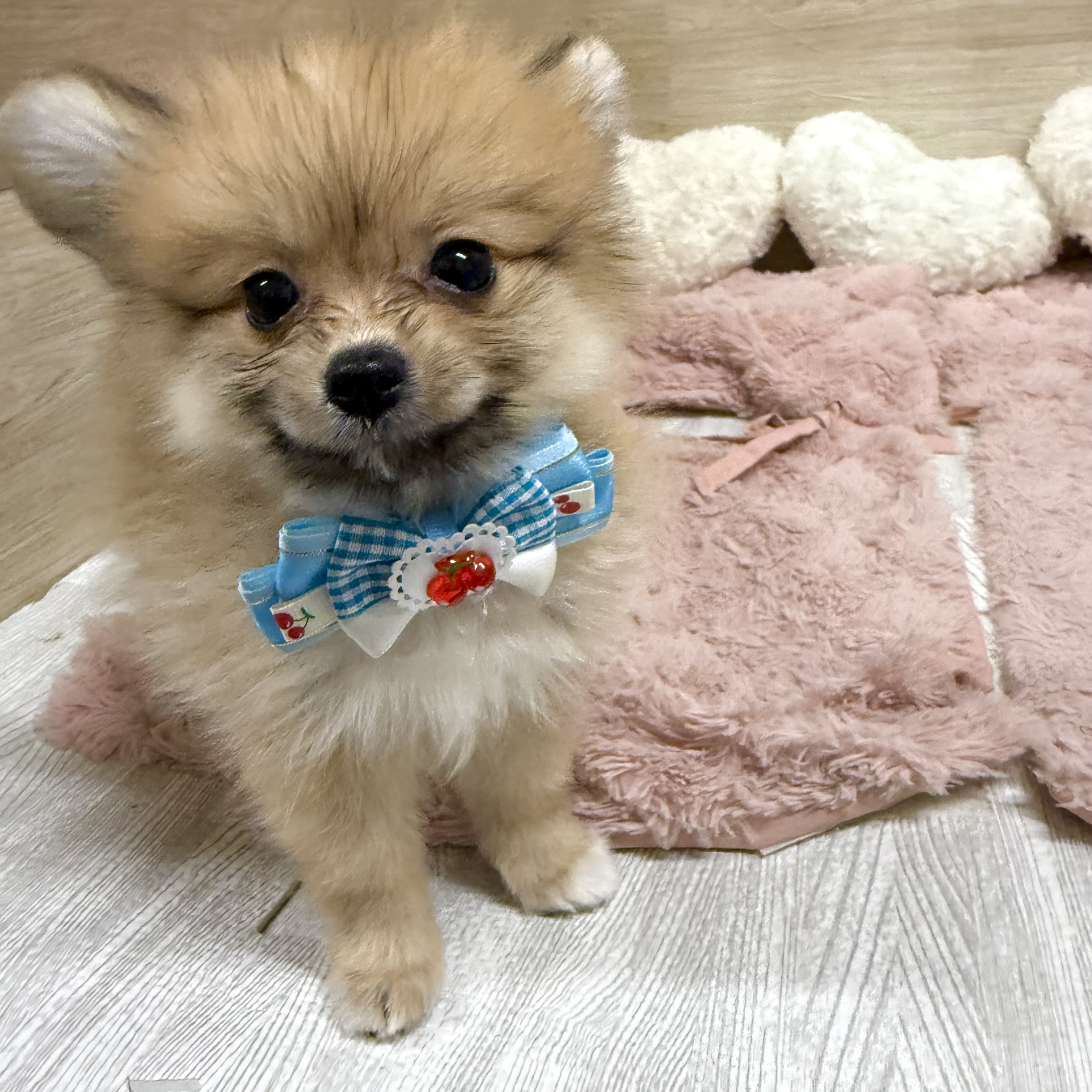 大阪府のポメヨン/パピポメ/ポメパピ(ポメラニアン×パピヨン) (犬の家＆猫の里そよら東岸和田店/2026年7月27日生まれ/女の子/レッド)の子犬の3枚目の画像