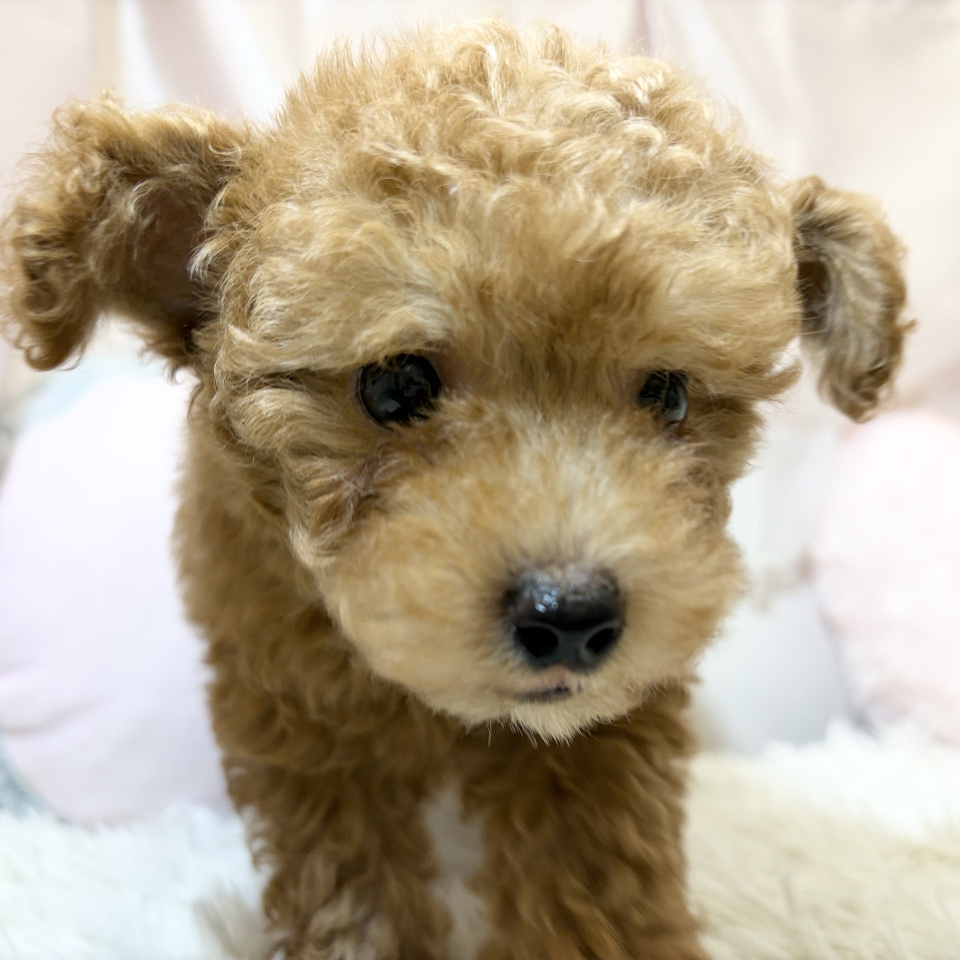 兵庫県のトイプードル(トイ) (犬の家＆猫の里カナート西神戸店/2026年7月28日生まれ/男の子/レッドフォーン)の子犬の3枚目の画像